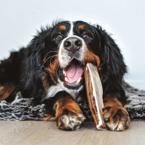 Votre compagnons'en donnera à coeur joie sur toutes les friandises