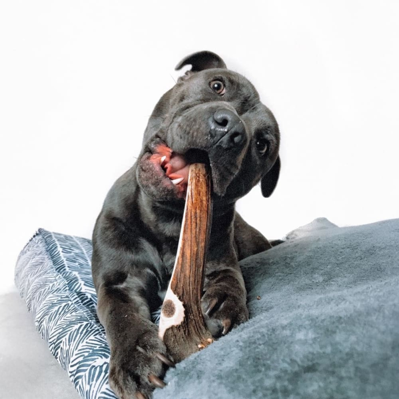 Pack pour les chiens débutant en mastication longue