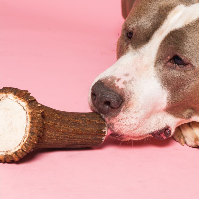 Apporte du calcium et des minéraux