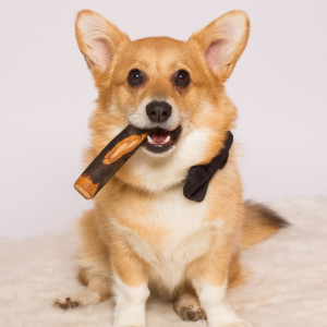 Jouets végétal pour votre compagnon