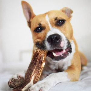 Votre gourmand à 4 pâtes devriendar fou de mastication longue