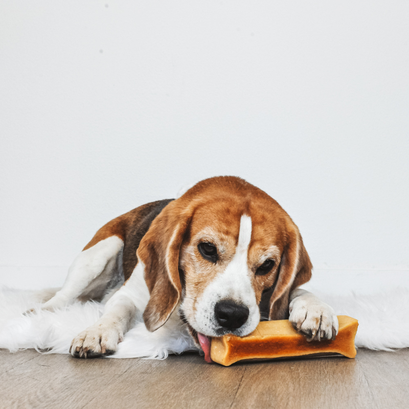 Mastication longue pour votre chien