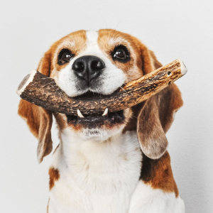 Bois de cerf spécial grand chien.