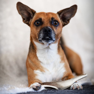 Vos vieux chiens aussi ont le droit de macher.