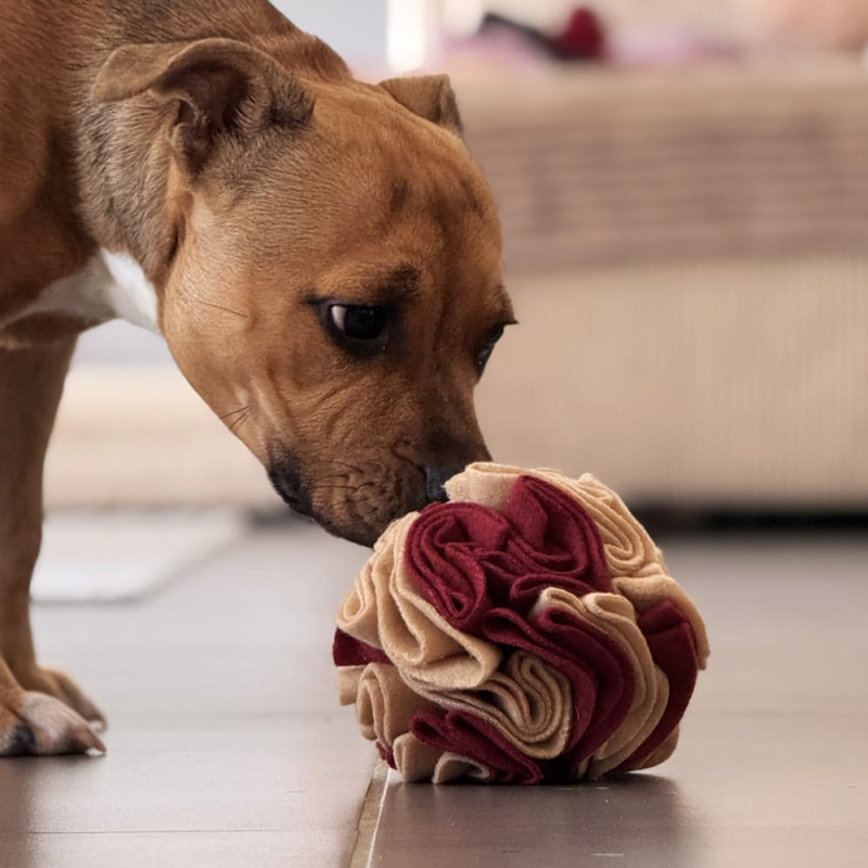 Balle de fouille avec friandises naturels