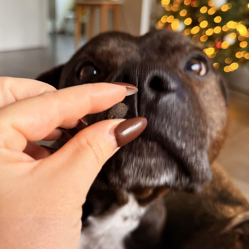 Idéales pour vos chien avec des petits problémes digetifs