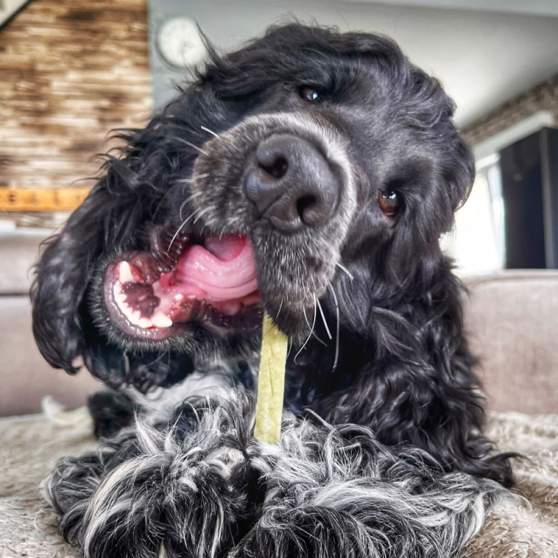 Vos chiens vont adhérer les Filou, bâtonnets de fromage spiruline