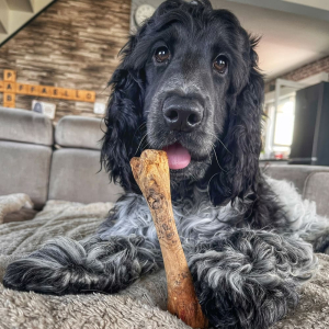 L'os ne s'écharde pas et agit comme une brosse à dents naturelle qui détartre les dents de votre chien.