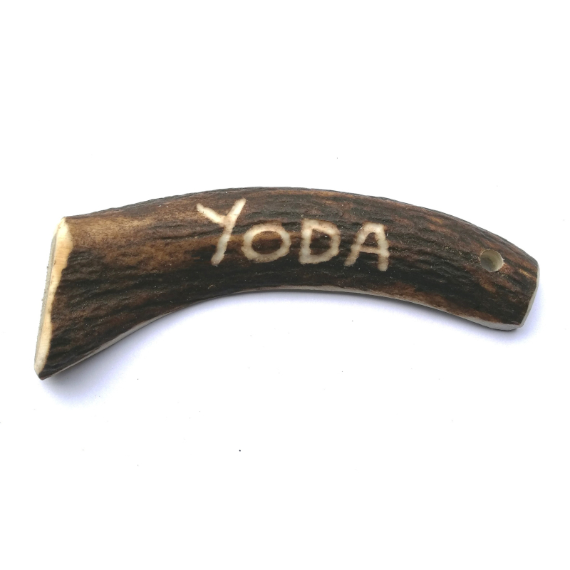 bois de cerf entier gravé