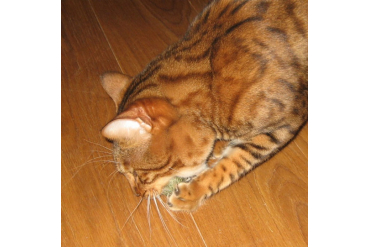 chat jouant avec une balle de cataire