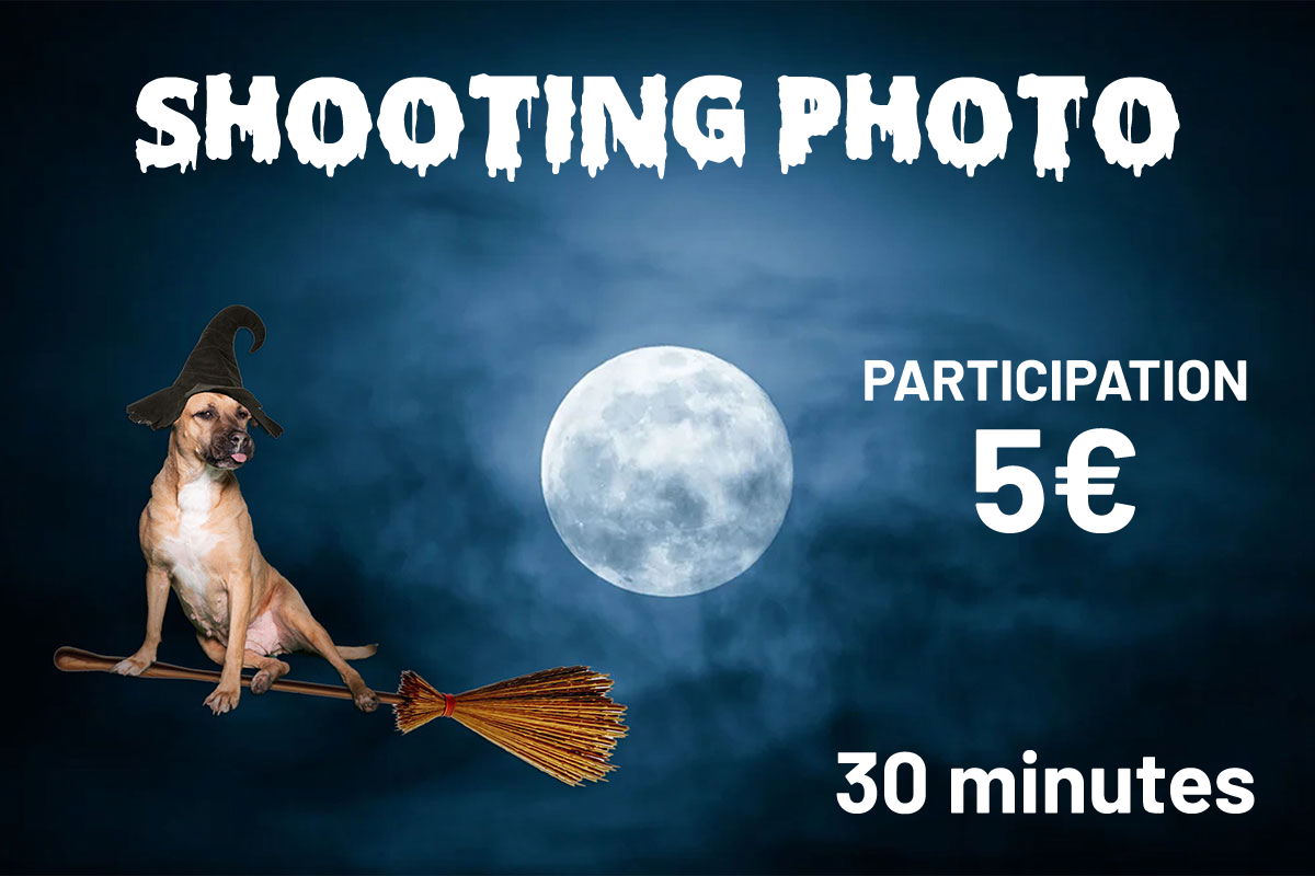 Shooting photo halloween pour chien