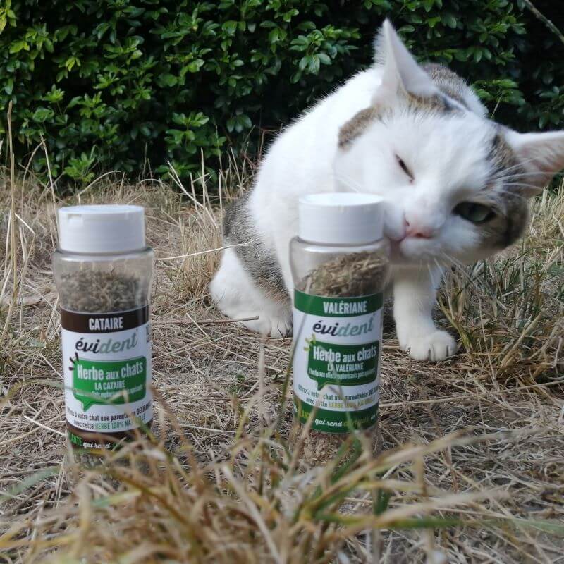 L'herbe à chat : quels sont ses véritables effets ?