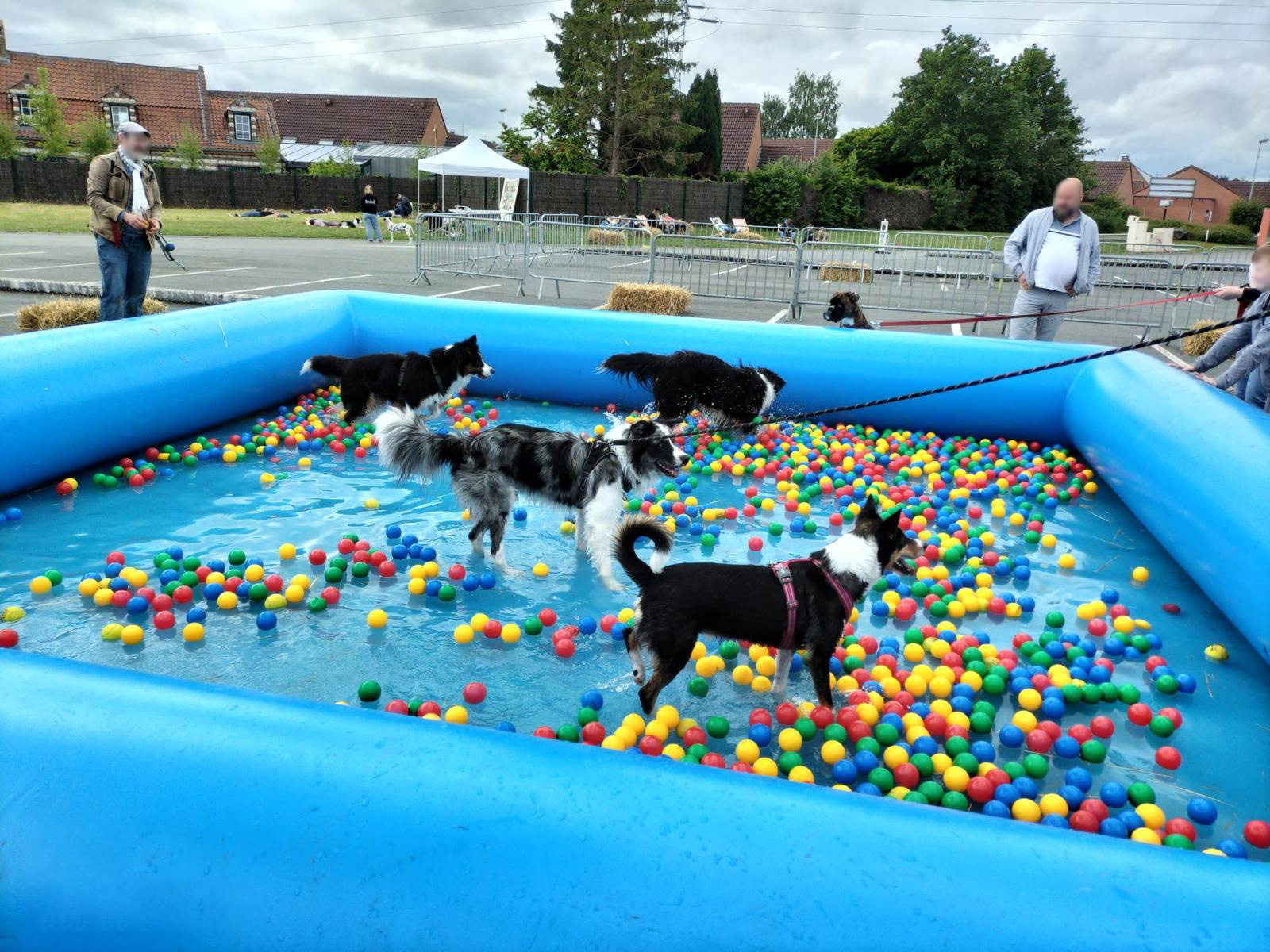 Piscine pour chiens