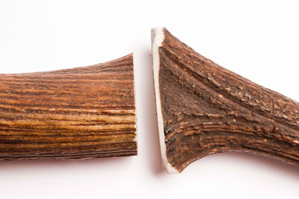 image montrant différence entre bois de cerf poncé et non poncés