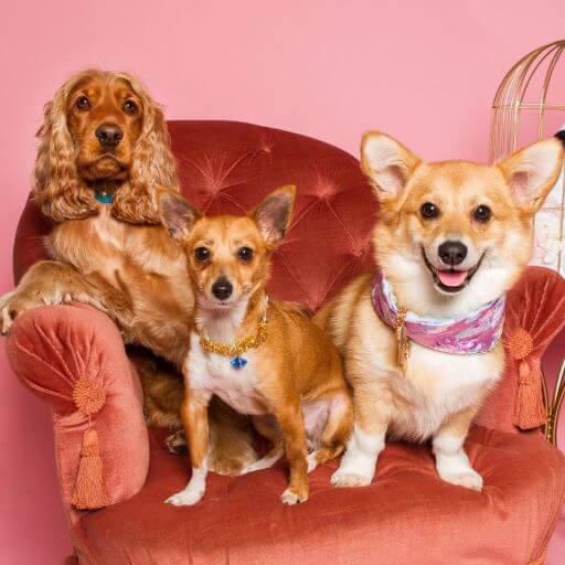 3 chiens sur un canapé